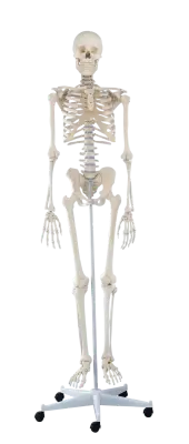 RUCK Kunststoff-Skelett des ganzen Menschen / detalliert  RUCK Kunststoff-Skelett des ganzen Menschen / detalliert